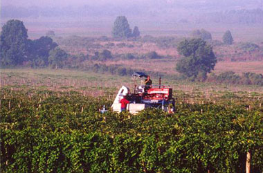 Vinyard