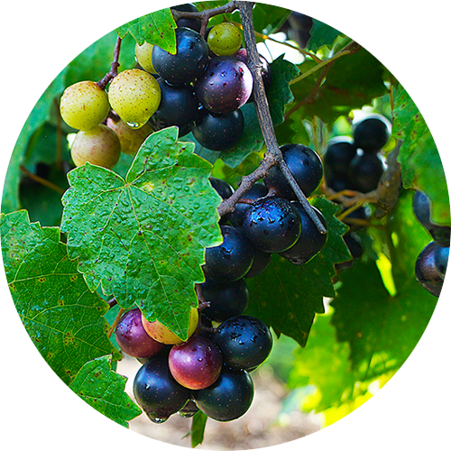 Ripe red Muscadine grapes on the vine